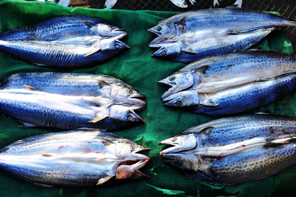 淡干魚干為何價格翻倍？初冬曬魚干正當(dāng)時