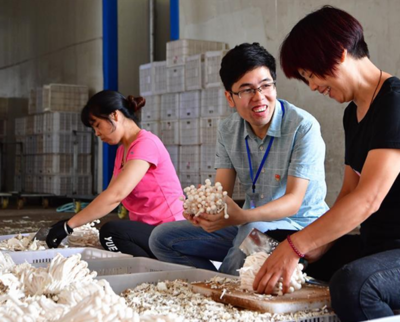 福建古田 工廠(chǎng)化海鮮菇成脫貧新引擎