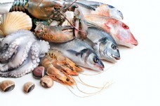 海鮮圖庫新寵 聚焦尤魚素材，一站式滿足你的設計與靈感需求